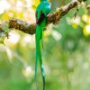 Quetzal Bird Back paint by number