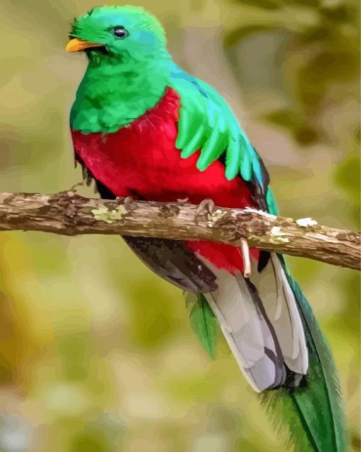 Quetzal Bird paint by number