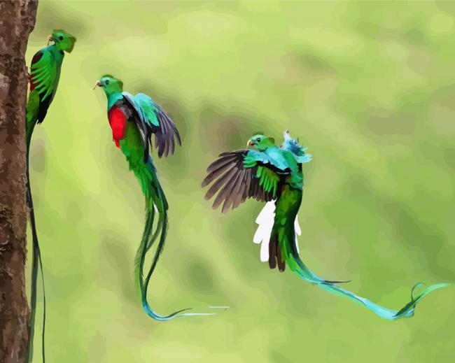 Quetzal Birds paint by number