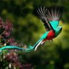 Quetzal Flying Bird paint by number