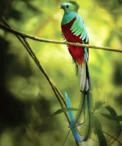 Quetzal Long Tailed Bird paint by numbers