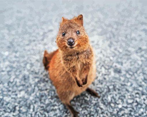 Quokka Animal paint by numbers