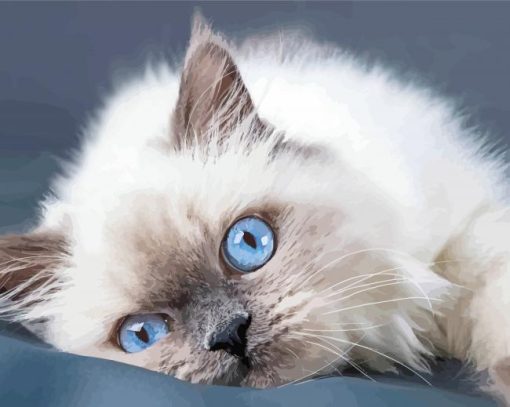 Ragdoll Cat Blue Eyes paint by number