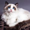 Ragdoll Kitty paint by numbers