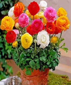 Ranunculus Flowers In A Plant Pot paint by number