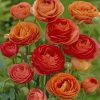 Red And Orange Ranunculus paint by numbers