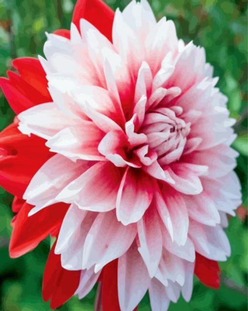 Red And White Dahlia paint by numbers