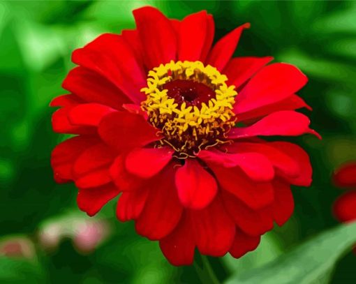 Red Zinnia paint by number