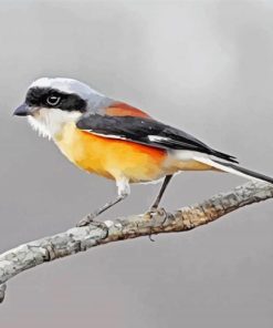 Red Backed Shrike Bird paint by numbers