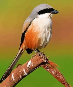 Red Backed Shrike paint by numbers