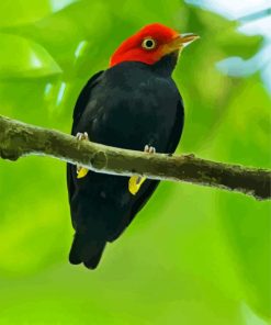 Red Capped Manakin Bird On Stick paint by numbers