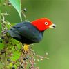 Red Capped Manakin paint by numbers