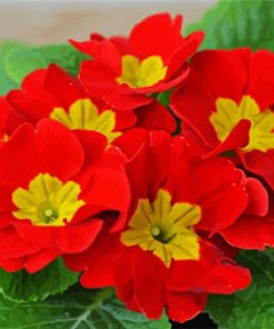 Red Primrose paint by number