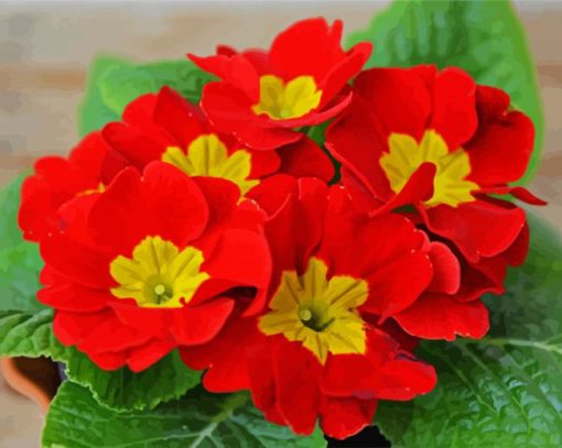 Red Primrose paint by number