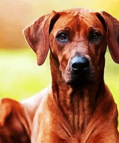 Rhodesian Ridgeback Brown Dog paint by numbers