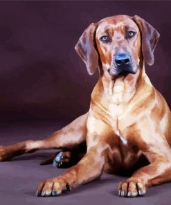 Rhodesian Ridgeback Back Dog paint by numbers