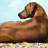 Rhodesian Ridgeback Dog Sitting paint by numbers