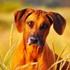 Rhodesian Ridgeback Face paint by number