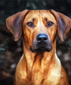 Rhodesian Ridgeback Head paint by number