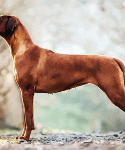 Rhodesian Ridgeback paint by number