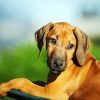 Rhodesian Ridgeback Puppy Animal paint by number