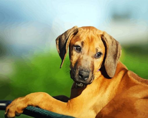 Rhodesian Ridgeback Puppy Animal paint by number