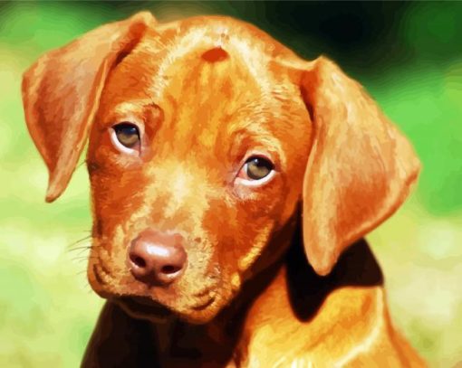 Rhodesian Ridgeback Puppy paint by numbers