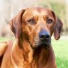 Rhodesian Ridgeback Sitting paint by numbers