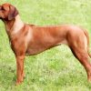 Rhodesian Dogs paint by numbers