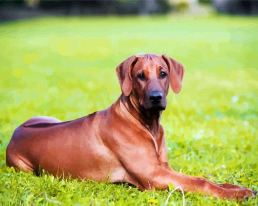 Ridgeback Animal paint by numbers