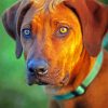 Ridgeback Animal paint by number