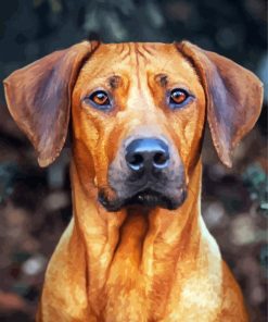 Ridgeback Dog paint by number