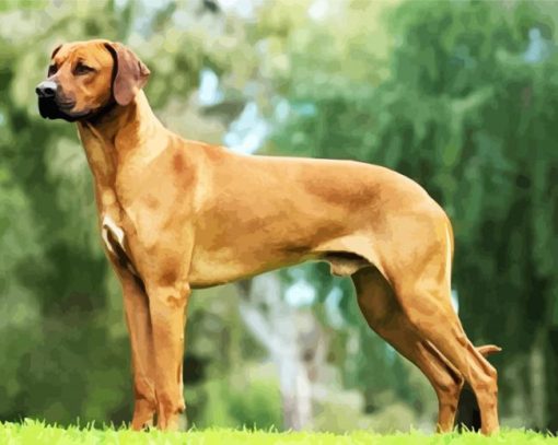 Ridgeback Dog paint by numbers