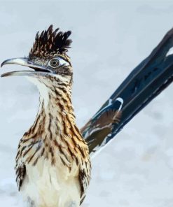 Roadrunner Bird paint by numbers