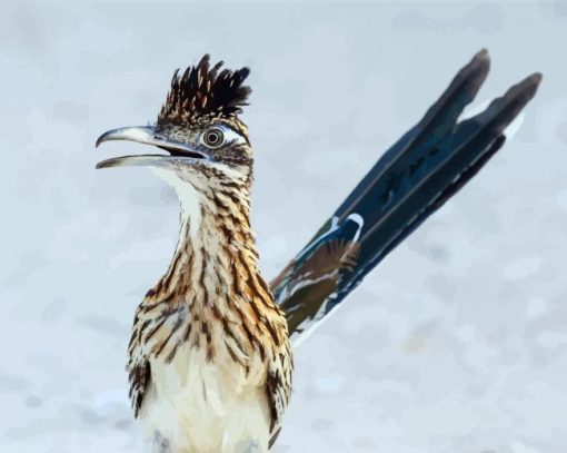 Roadrunner Bird paint by numbers