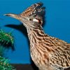 Roadrunner Bird paint by number