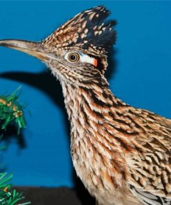 Roadrunner Bird paint by number