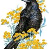 Rook Bird Art paint by numbers