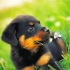 Rottweiler Dog Puppy paint by numbers