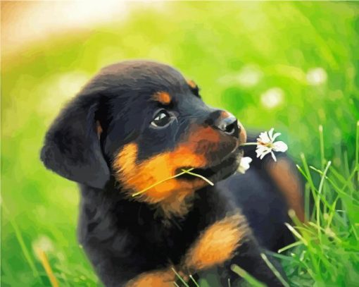 Rottweiler Dog Puppy paint by numbers