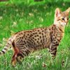 Savannah Cat Animal paint by numbers