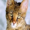 Savannah Cat Face paint by number