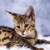 Savannah Cat paint by number