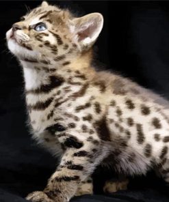 Savannah Kitten paint by number