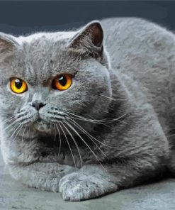 Scottish Fold Cat paint by numbers