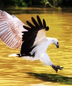 Sea Eagle Bird Accipitriformes paint by numbers