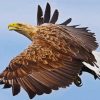 Sea Eagle Bird Flying paint by numbers