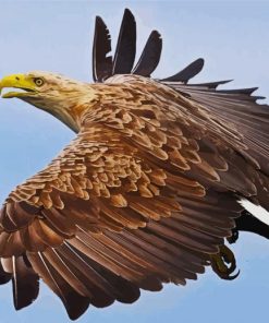 Sea Eagle Bird Flying paint by numbers