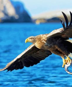 Sea Eagle Bird paint by number