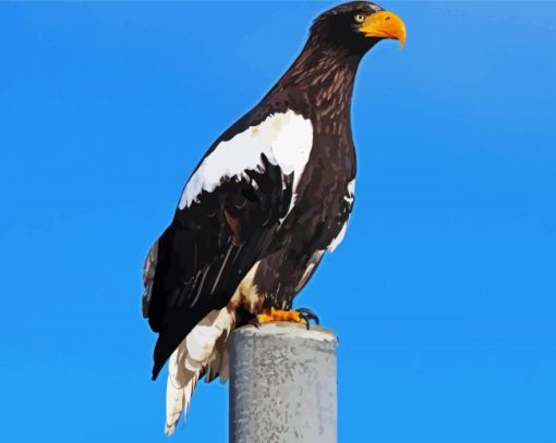 Sea Eagle paint by number